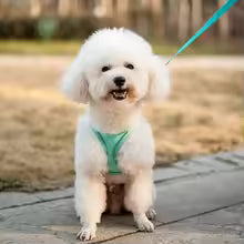 Pets Breathable Dog Vest
